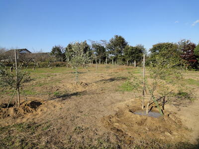 オリーブ改植後の全景