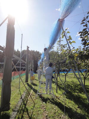 防鳥網をひとつにまとめる