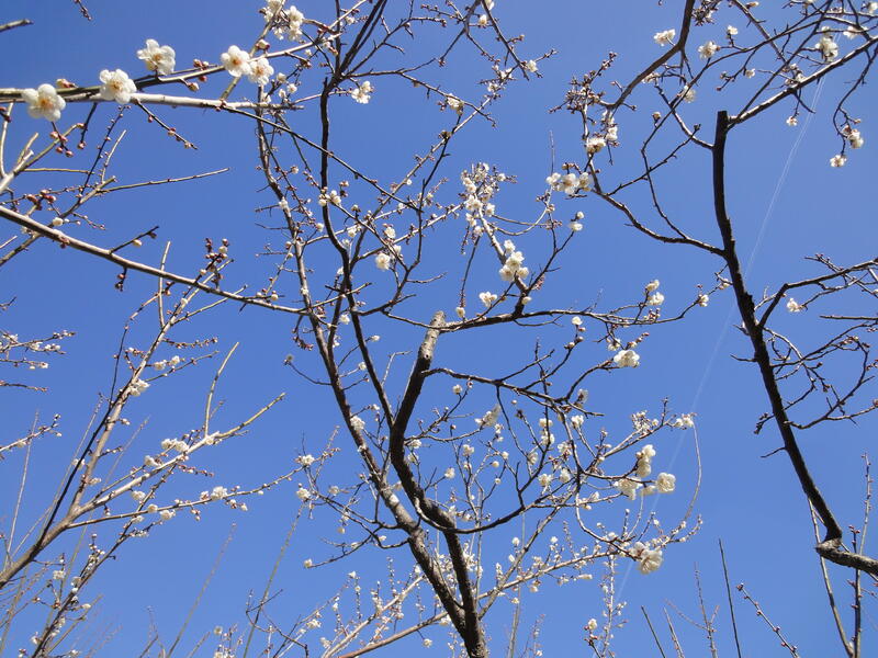 ウメの花