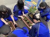 丁寧にお花を植えます